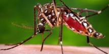 Zika : une seul dose d'un nouveau vaccin protège des animaux (étude) Zika : une seul dose d'un nouveau vaccin protège des animaux (étude)