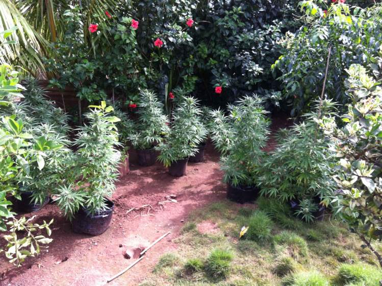 Du pakalolo dans le cartable au collège de Huahine