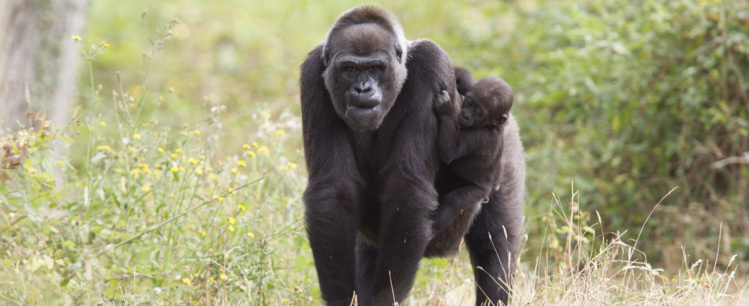 Page enfant : Les singes meurent à petit feu
