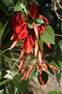 Floraisons de nos arbres tahitiens (1re partie) Floraisons de nos arbres tahitiens (1re partie)