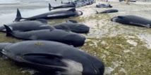 Des centaines de baleines meurent échouées en Nouvelle-Zélande Des centaines de baleines meurent échouées en Nouvelle-Zélande