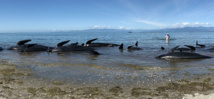 Nouvelle-Zélande: les baleines-pilotes échouées regagnent le large