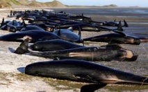 Baleines échouées en Nouvelle-Zélande: risques d'explosion des carcasses