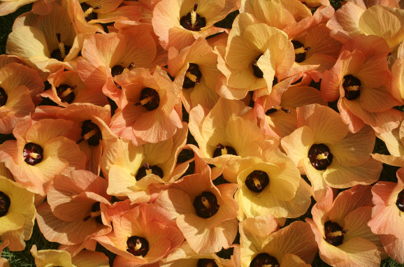 Hibiscus tiliaceus - Purau, hibiscus de mer