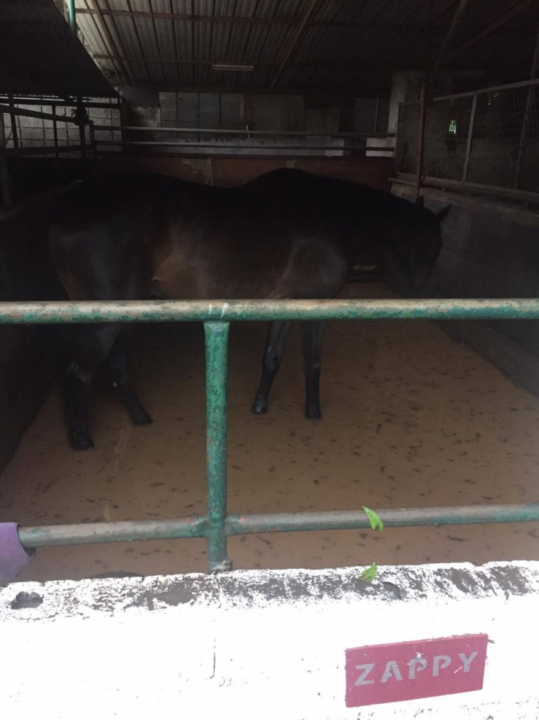 Fortes pluies : le quartier de l'hippodrome encore sous les eaux à Pirae Fortes pluies : le quartier de l'hippodrome encore sous les eaux à Pirae
