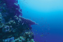 Regain d'intérêt pour l'exploitation minière des grands fonds marins Regain d'intérêt pour l'exploitation minière des grands fonds marins