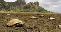 Brésil : quand un lac artificiel devient un cimetière de tortues