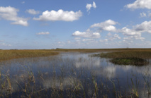 En Floride, le marécage des Everglades en péril En Floride, le marécage des Everglades en péril