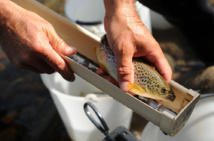 La France souhaite le maintien de l'interdiction de la pêche électrique La France souhaite le maintien de l'interdiction de la pêche électrique