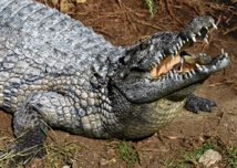 Après la mort d'un crocodile, Tunis ferme provisoirement son zoo