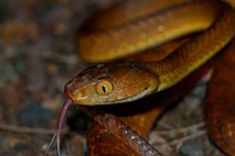 Sur l'île de Guam, la forêt mise à mal par des serpents (étude) Sur l'île de Guam, la forêt mise à mal par des serpents (étude)