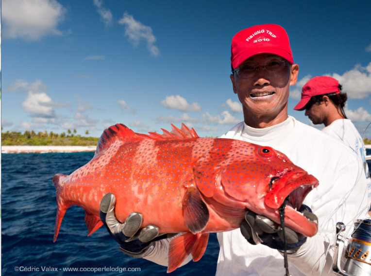 Une superbe loche rouge, poisson comestible à Ahe où la ciguatera n’est pas présente. Une superbe loche rouge, poisson comestible à Ahe où la ciguatera n’est pas présente.