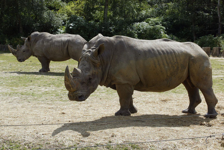 Après le vol de Thoiry, le parc animalier de Peaugres pourrait écorner ses rhinocéros