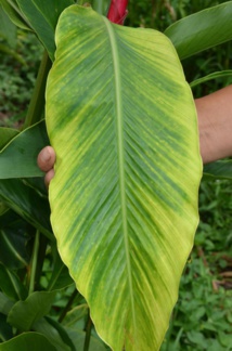 Le Banana Bunchy Top Virus : Les plantes locales en danger