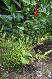 'Ōpuhi malade au premier plan, avec les feuilles jaunes. Les 'ōpuhi sains sont visibles au second plan, en rouge - DR MAurice Wong
