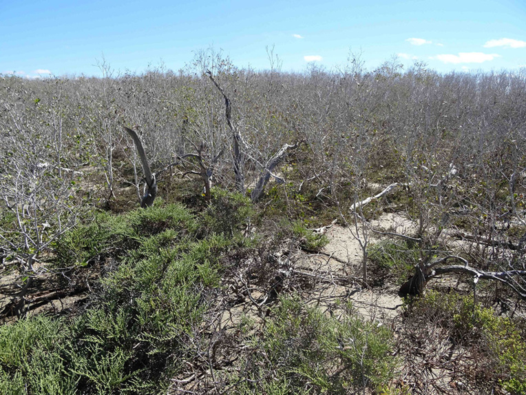 Climat: la mangrove "meurt de soif" en Australie