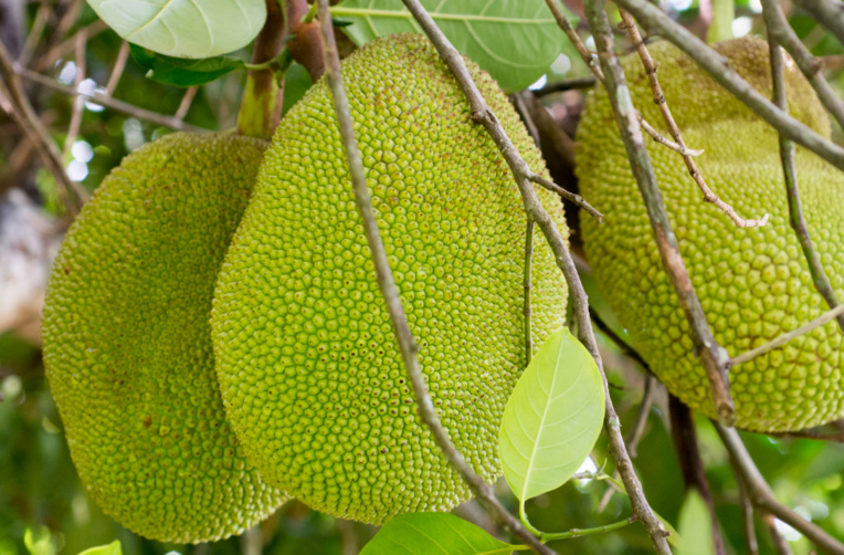 Uru Taratoni ou Jacquier Uru Taratoni ou Jacquier