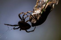 Une protéine de venin d'araignée protégerait le cerveau après un AVC Une protéine de venin d'araignée protégerait le cerveau après un AVC