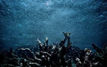 Les zones mortes dans les océans menacent de nombreux récifs coralliens