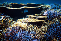 Les zones mortes dans les océans menacent de nombreux récifs coralliens