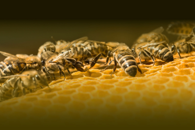 Apis Porinetia, un collectif d'apiculteurs pour protéger et structurer la filière sur le fenua