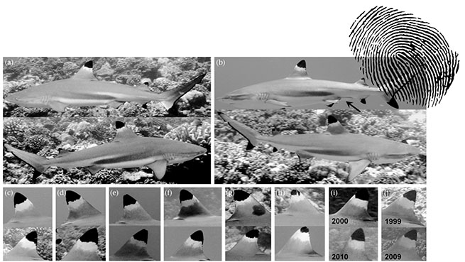 Les ailerons des requins à pointe noire permettent d'identifier les individus.