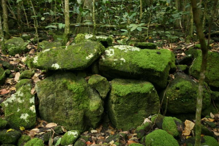 Les pierres ayant constitué des murailles homogènes ont de plus en plus tendance à se disjoindre à cause des racines des arbres.