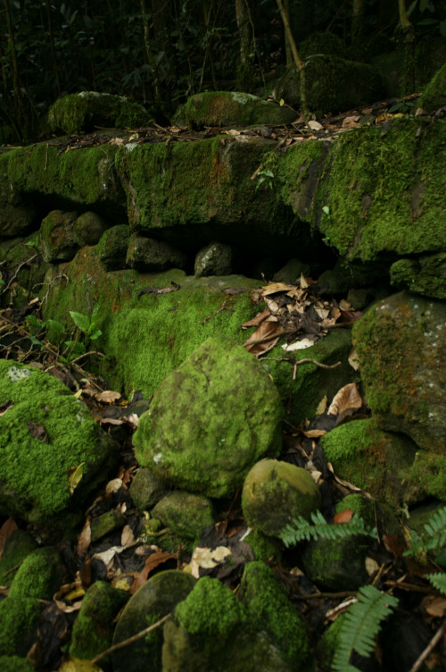 Au centre de cette photo, une pierre ronde qui ne “parle” pas beaucoup au visiteur ; il s'agit d'une tête de tiki très érodée.