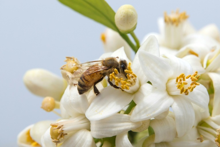Une abeille butine une fleur d'oranger à Netanya en Israël le 13 mars 2016.-AFP/Archives/JACK GUEZ Une abeille butine une fleur d'oranger à Netanya en Israël le 13 mars 2016.-AFP/Archives/JACK GUEZ