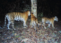 Des nouvelles familles de tigres découvertes en Thaïlande, un "miracle"