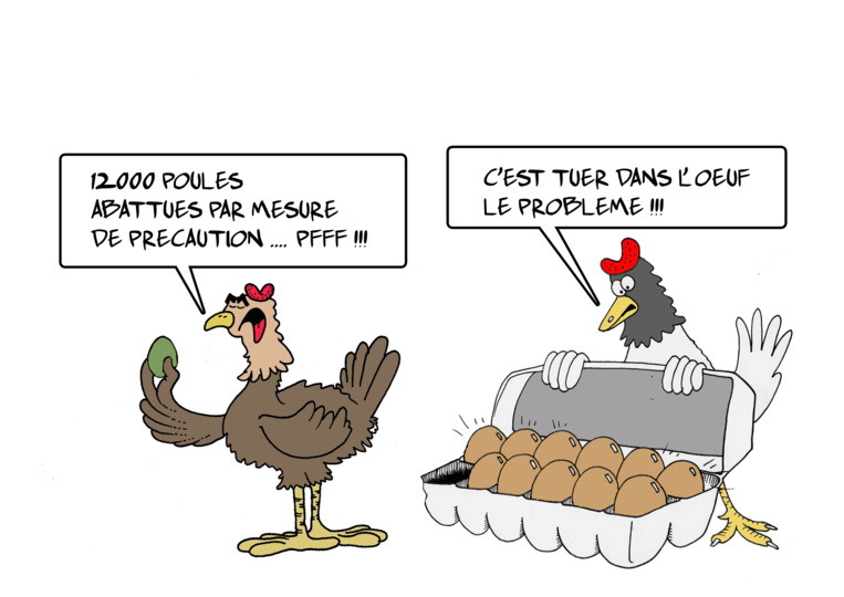 " Salmonellose : les 12 000 poules abattues " par Munoz