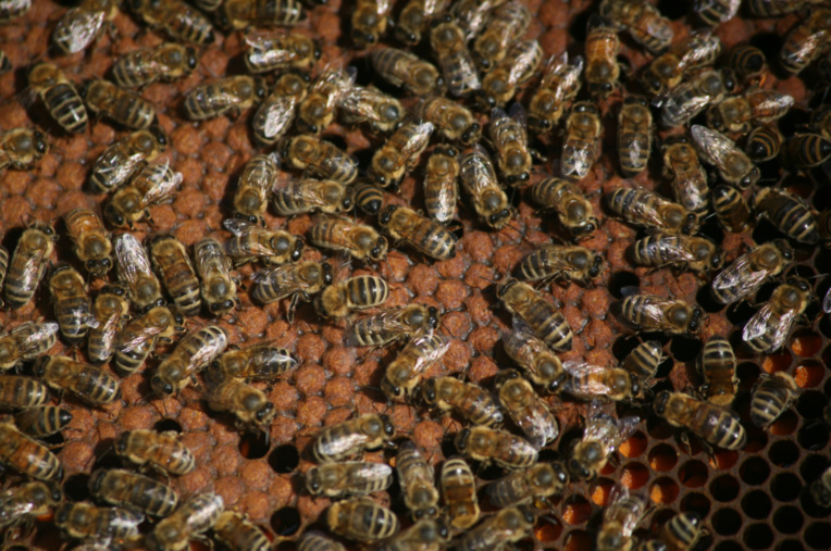 Les abeilles sont nées pour travailler : pas de grève, pas de tire-au-flanc, pas de grogne, pas de retraite, elles sont là pour servir la reine, de leur naissance à leur mort. Les abeilles sont nées pour travailler : pas de grève, pas de tire-au-flanc, pas de grogne, pas de retraite, elles sont là pour servir la reine, de leur naissance à leur mort.