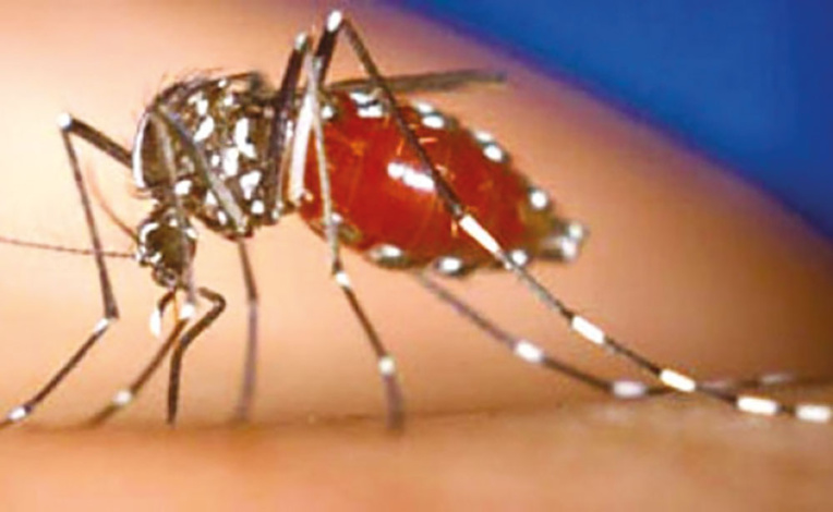 A l'Institut Pasteur, on plonge dans l'univers du moustique pour mieux le combattre