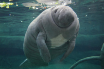 Les lamantins des Caraïbes ne sont plus en danger d'extinction Les lamantins des Caraïbes ne sont plus en danger d'extinction