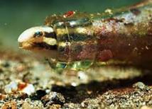 Le venin d'un petit poisson du pacifique source possible d'un nouvel antidouleur Le venin d'un petit poisson du pacifique source possible d'un nouvel antidouleur