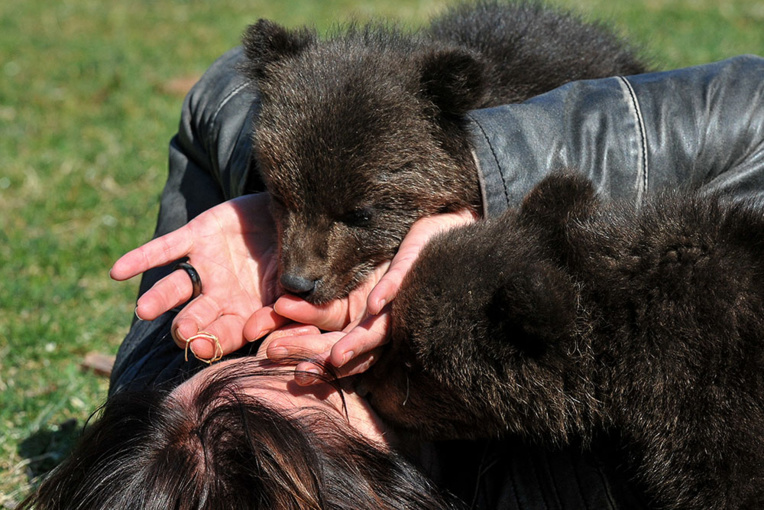 Le Monténégro s'émeut pour deux oursons orphelins