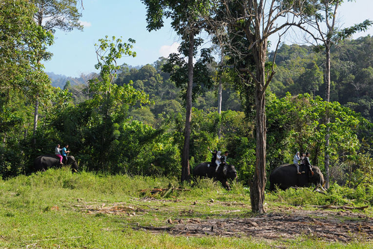 Environnement: 60.065 espèces d'arbres différentes dans le monde Environnement: 60.065 espèces d'arbres différentes dans le monde