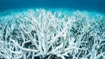 Grande barrière: les coraux blanchis deux années de suite sont condamnés