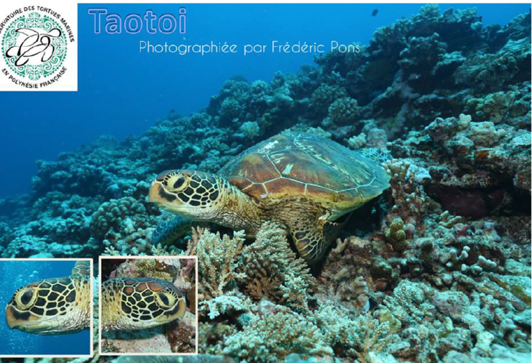 Devenez "photo-identificateur" de tortues en Polynésie Devenez "photo-identificateur" de tortues en Polynésie