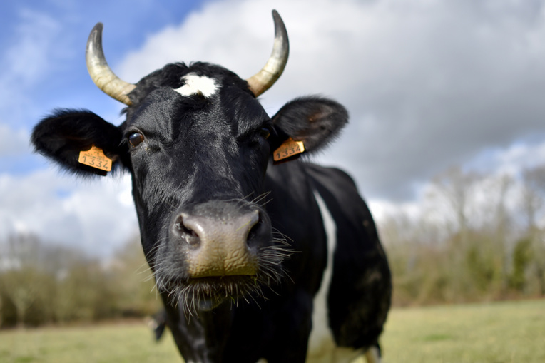 Les animaux s'invitent au menu des candidats à la présidentielle Les animaux s'invitent au menu des candidats à la présidentielle
