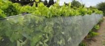 Le vignoble bourguignon déploie son parapluie anti-grêle Le vignoble bourguignon déploie son parapluie anti-grêle