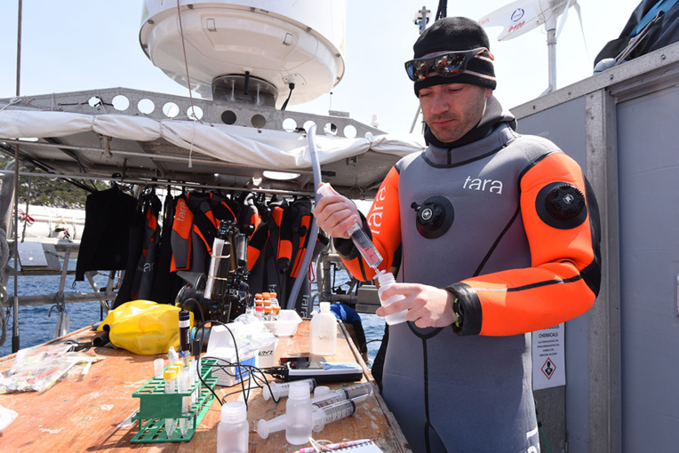 Contre la mort des coraux, un espoir dans des îles du Japon