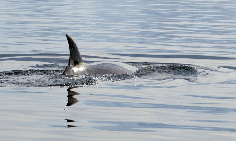 Bébé baleine chuchote pour échapper aux prédateurs