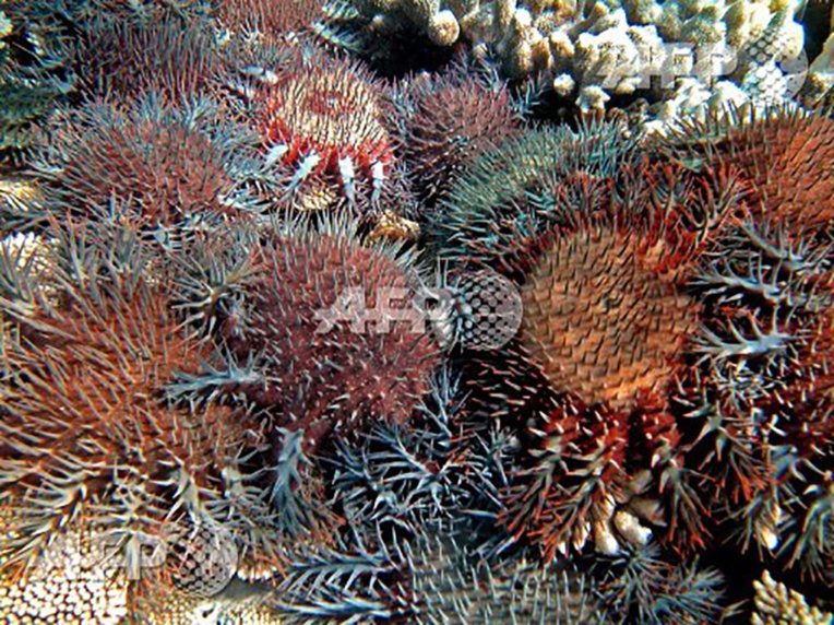 Grande barrière: on attrape les étoiles de mer avec du vinaigre Grande barrière: on attrape les étoiles de mer avec du vinaigre