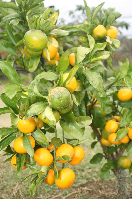 Kerikeri passe pour être le centre de la culture des agrumes ; oranges, mandarines (notre photo) et citrons.