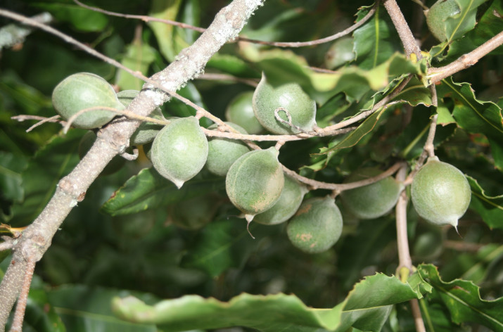 Rares à Tahiti, plus fréquents en Australie et à Hawaii, le macadamia est de plus en plus cultivé en Nouvelle-Zélande.