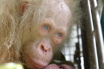 Un orang-outan albinos aux yeux bleus secouru à Bornéo Un orang-outan albinos aux yeux bleus secouru à Bornéo