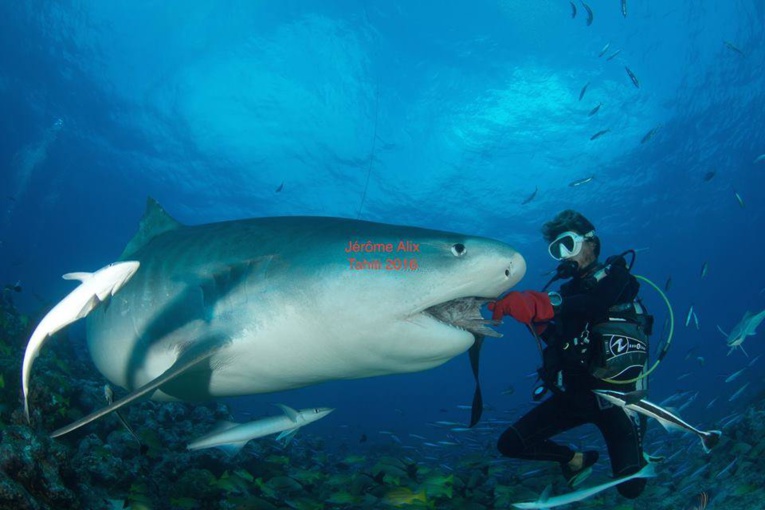 Shark Feeding : Un moniteur de plongée se fait mordre par un requin