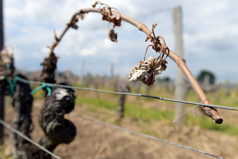 Gel dans le vignoble bordelais: au moins 30% de récolte perdue (FGVB) Gel dans le vignoble bordelais: au moins 30% de récolte perdue (FGVB)