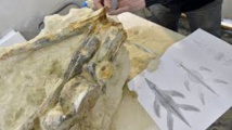 Le fossile d'un reptile marin rarissime découvert dans le Maine-et-Loire